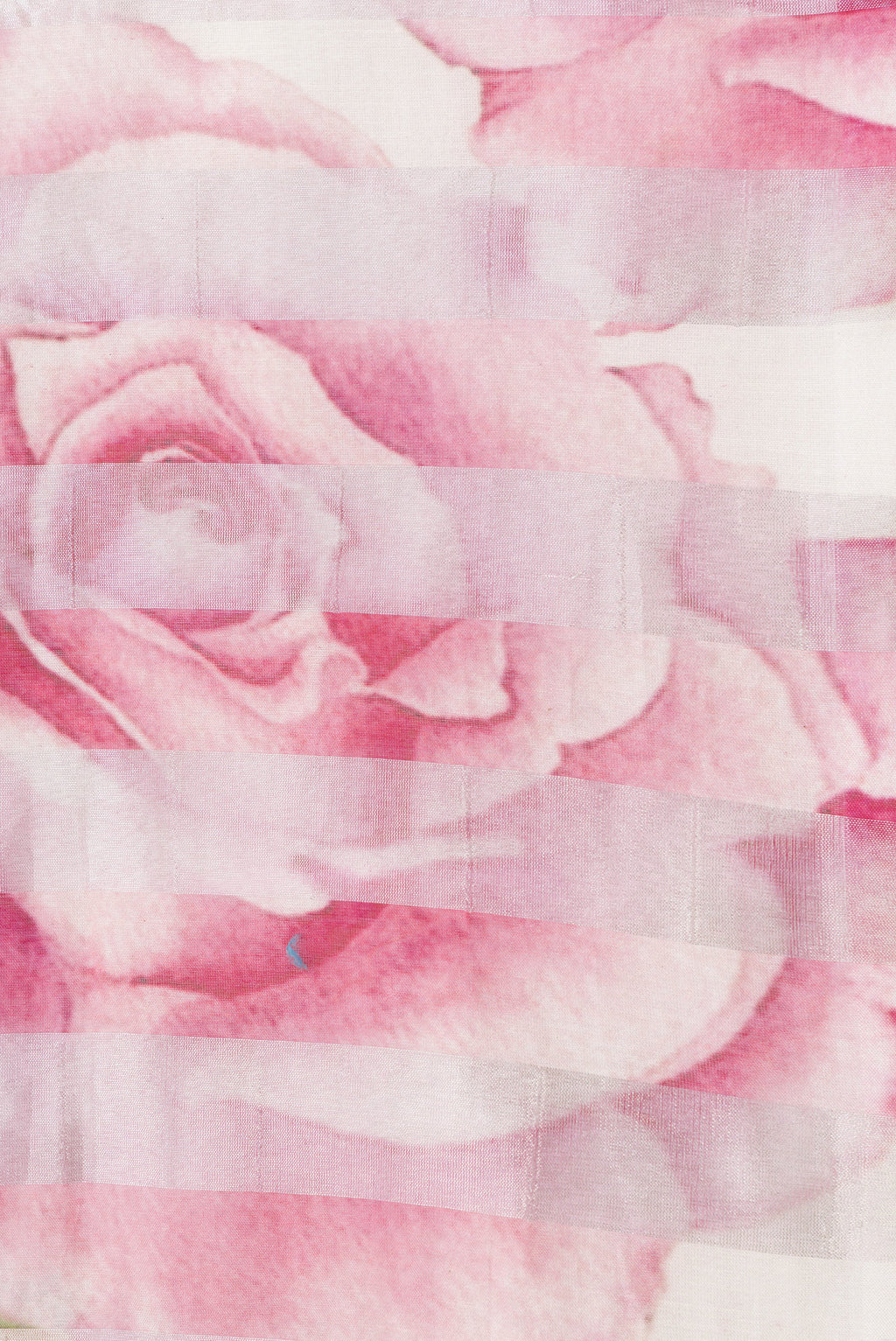 Border image of Pink and Off White Color Organza Silk Saree with Stripes on the body and Without Border. 