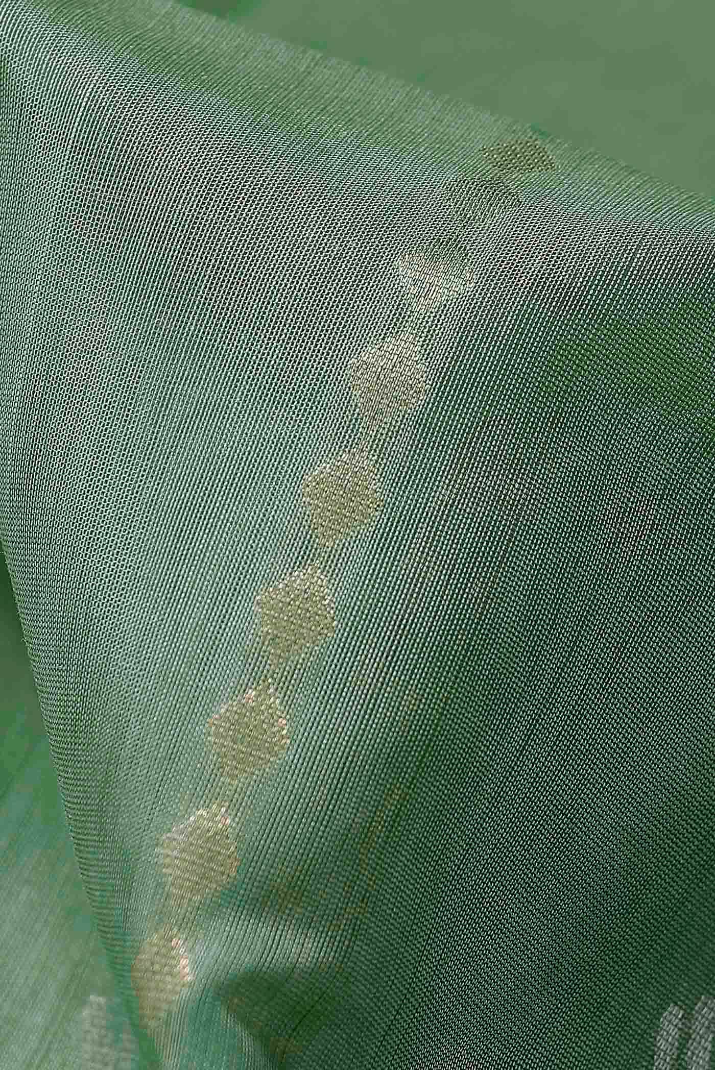 Green Silk Cotton Saree